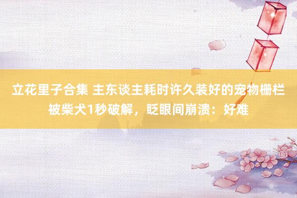 立花里子合集 主东谈主耗时许久装好的宠物栅栏被柴犬1秒破解，眨眼间崩溃：好难
